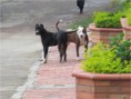 Solicitud intervención por ejemplares caninos potencialmente peligrosos de raza Pit Bull